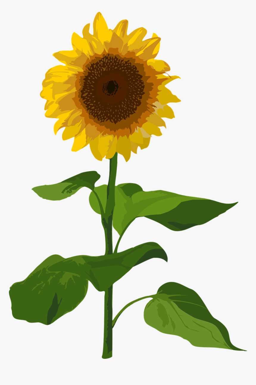 Sunflower, HD Png Download