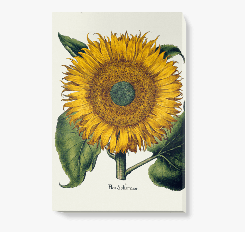 Botanical Illustration Diary 2020, HD Png Download