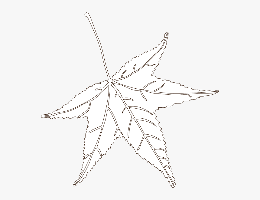 Sweetgum Leaf - Maple Leaf, HD Png Download