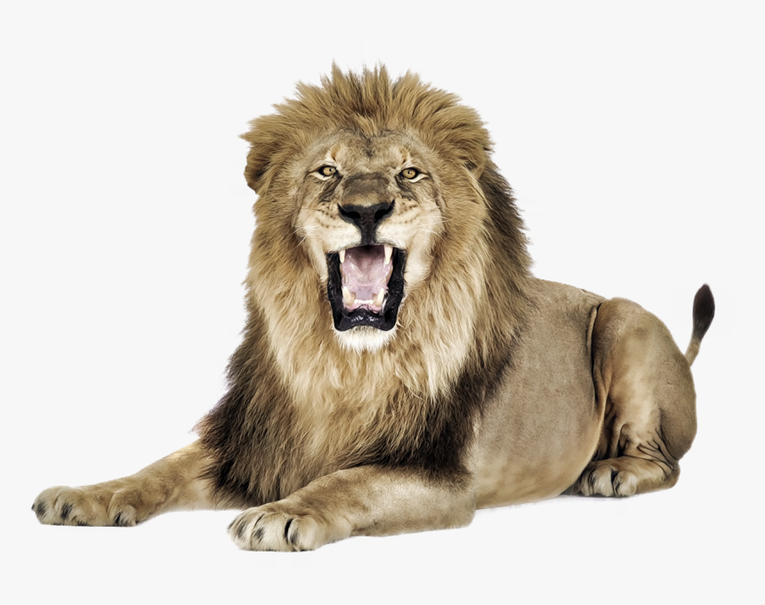 Lion Psd Files Download, HD Png Download