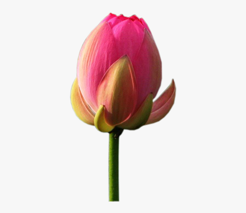 Sprenger's Tulip, HD Png Download