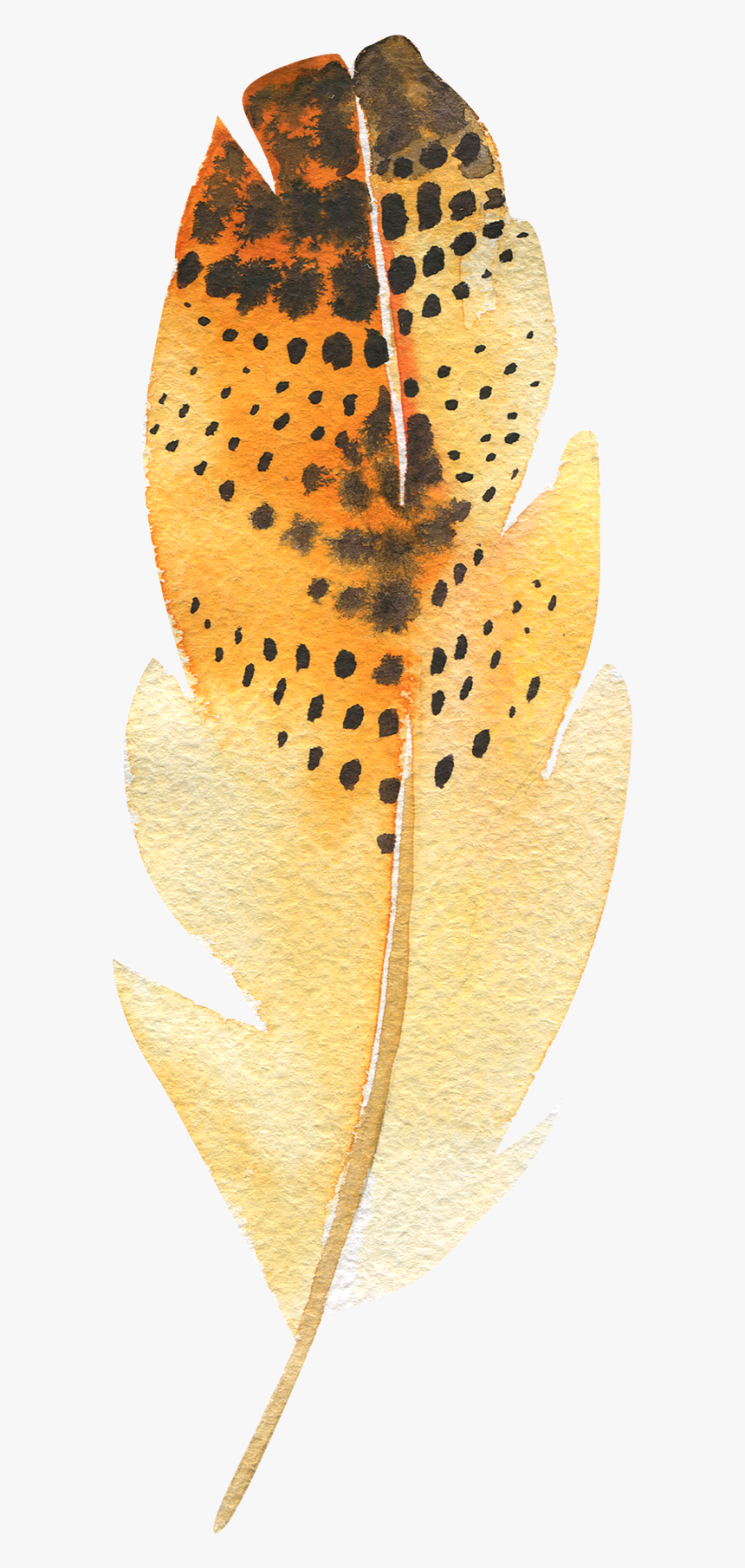 7 Feather - Visual Arts, HD Png Download