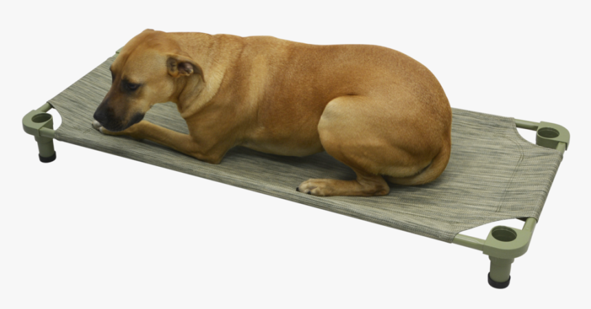 Transparent Cot Png - Companion Dog, Png Download