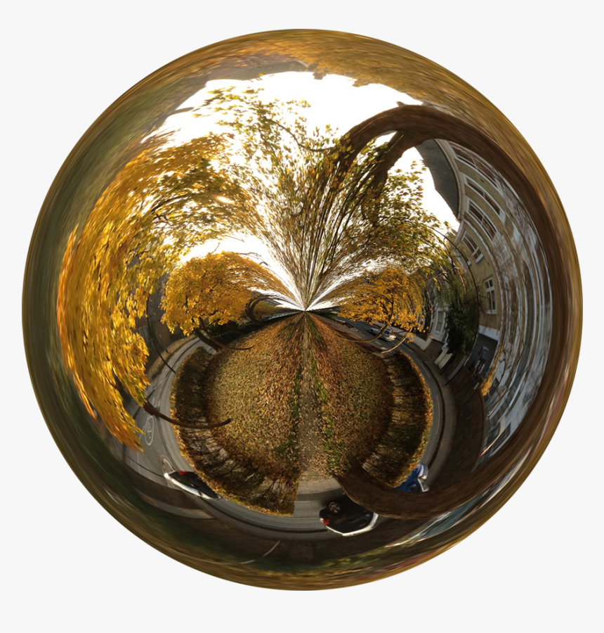 Tree, HD Png Download