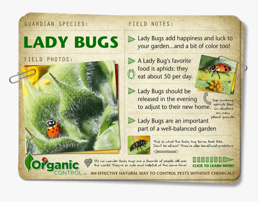 Https - //organiccontrol - Com/lady-bugs/ - Ant, HD Png Download
