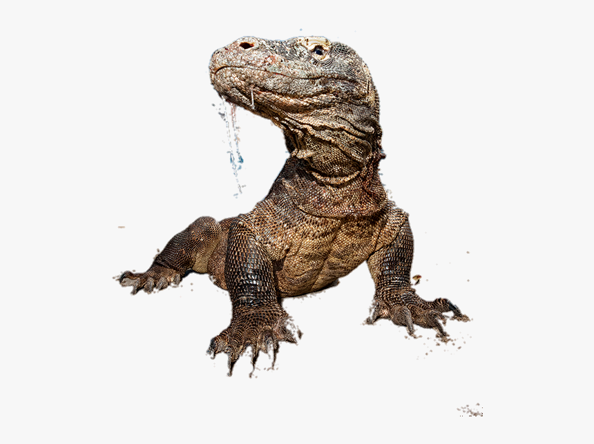 #lizards - Komodo Dragon, HD Png Download
