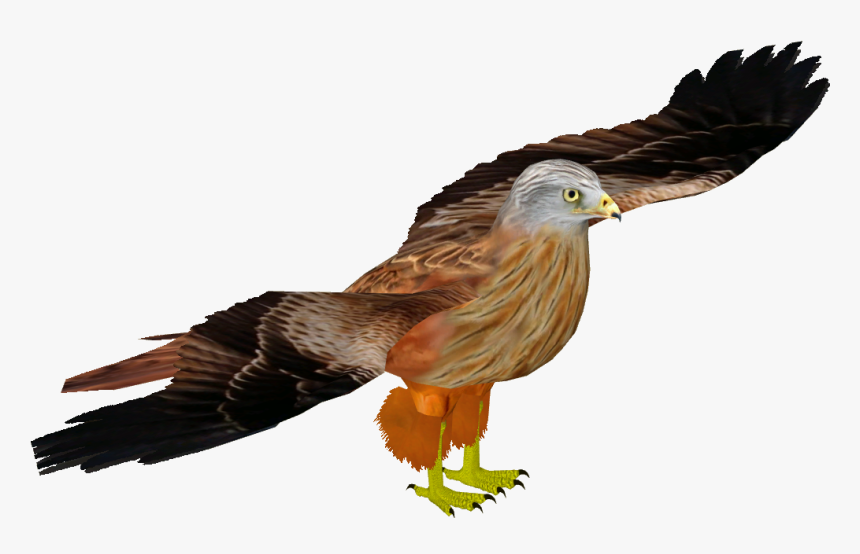 Red Kite - Red-tailed Hawk, HD Png Download