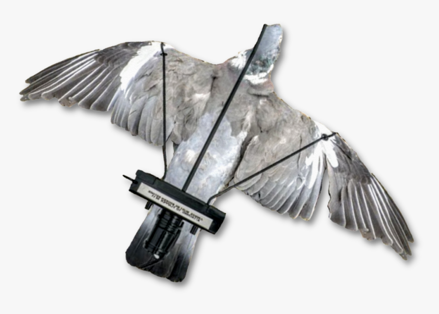 Image Of A Dead Pigeon Mounted Onto The Pigeon Turbo - Due Flapper, HD Png Download