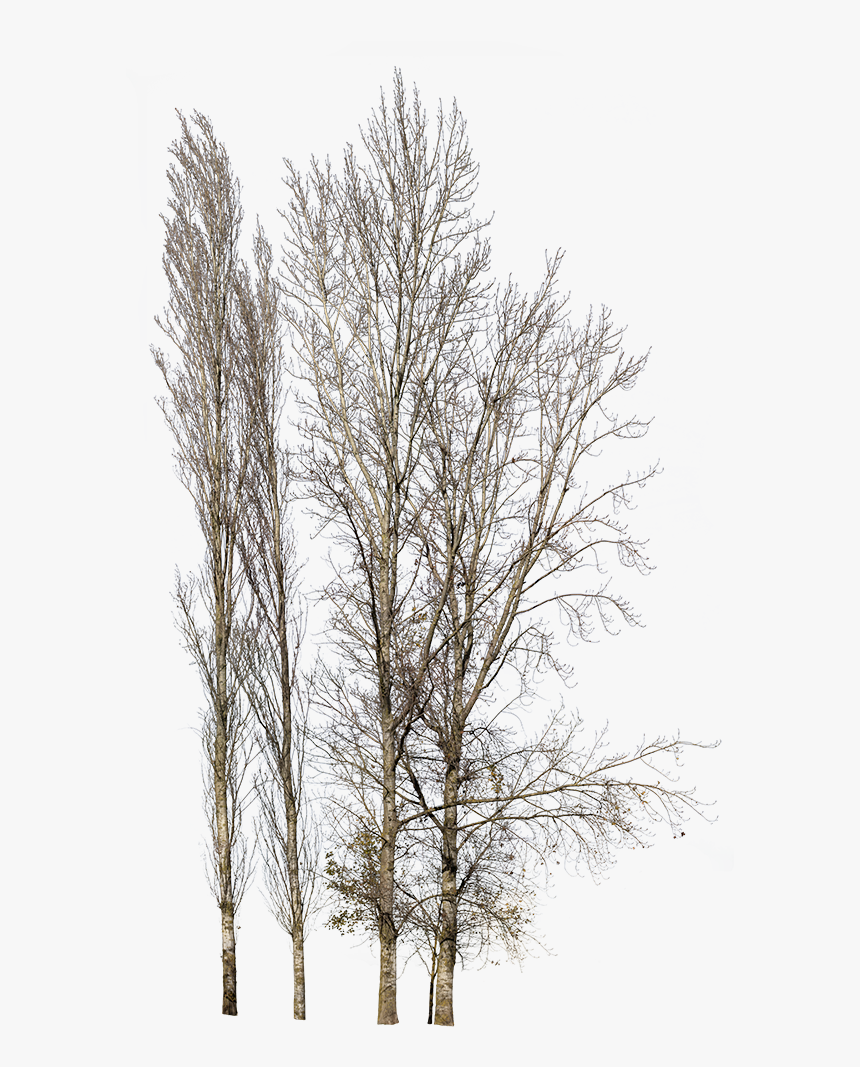 Snow Tree Cut Out Png, Transparent Png