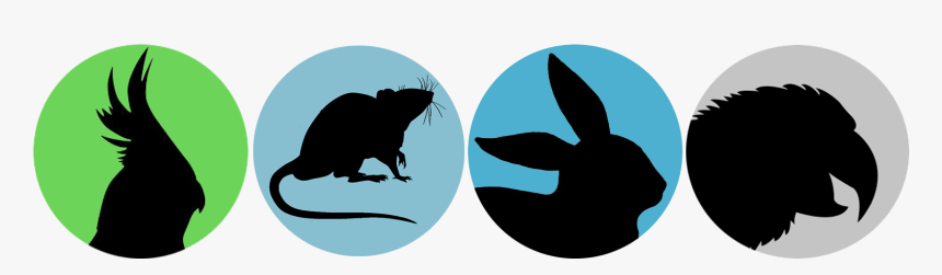 Rat, HD Png Download