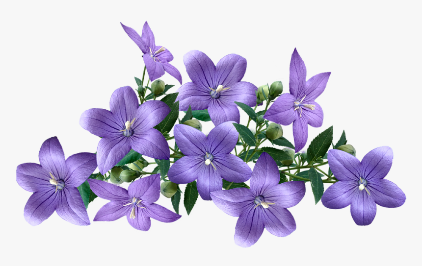 Balloon Flower, HD Png Download