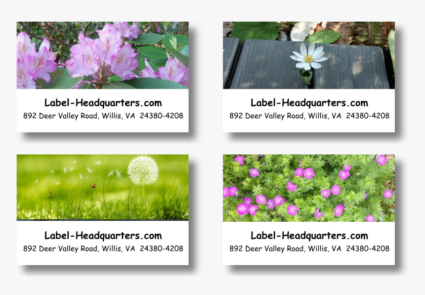 Blooming Flowers Address Labels On Sheets - African Daisy, HD Png Download
