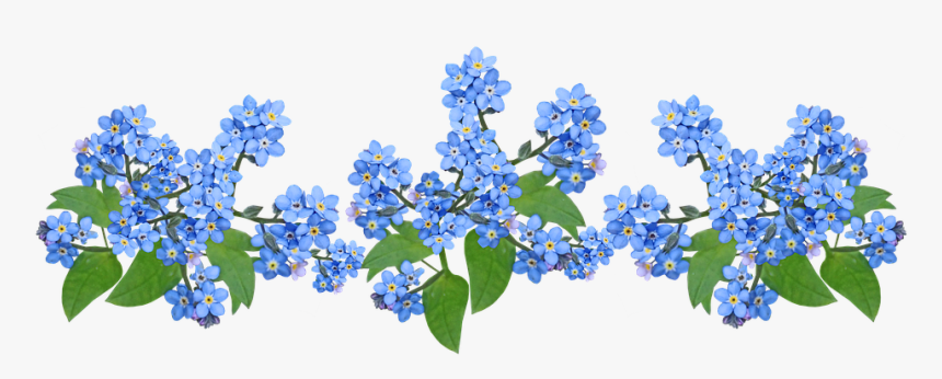 Flor No Me Olvides Png, Transparent Png