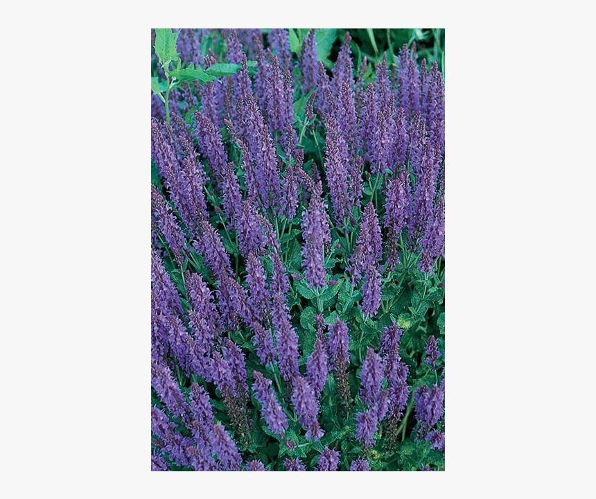 Pride Of Madeira, HD Png Download