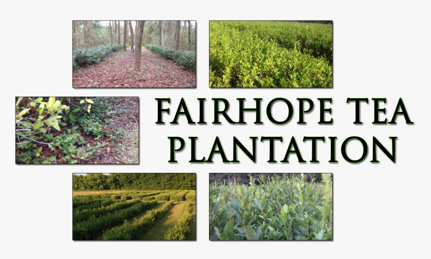 Field, HD Png Download