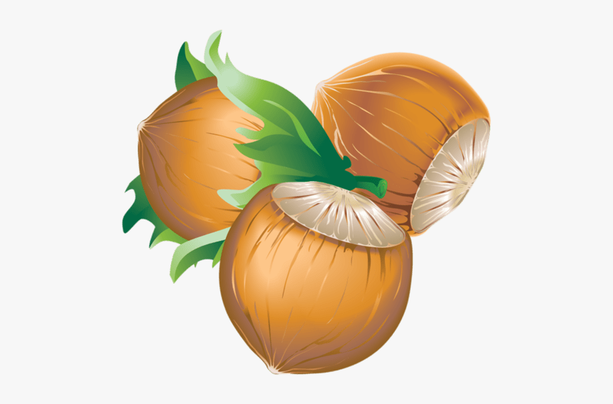 Hazelnut - Vector Files Chestnuts, HD Png Download