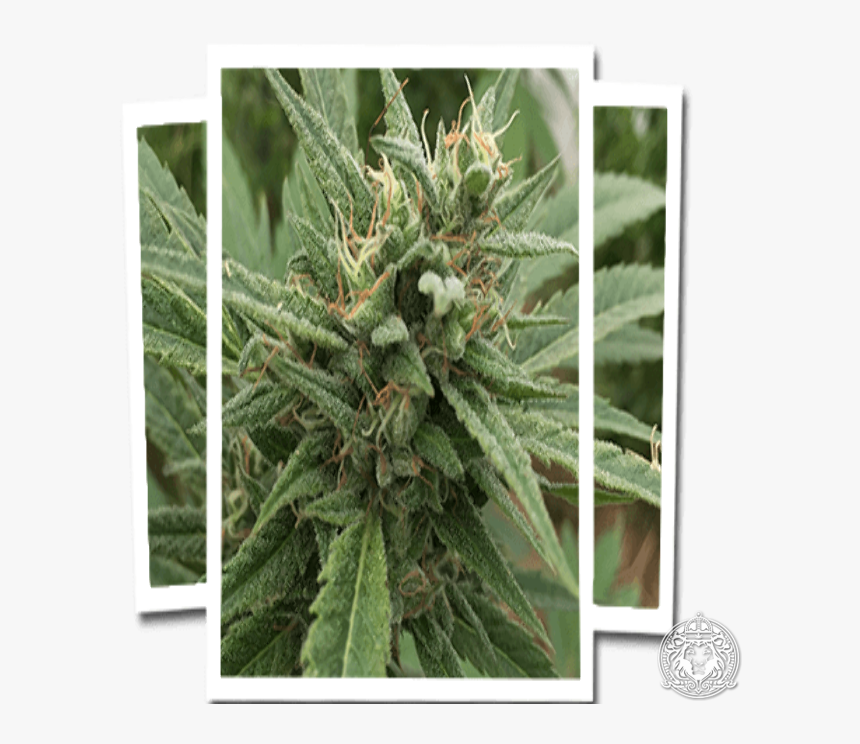 Pond Pine, HD Png Download