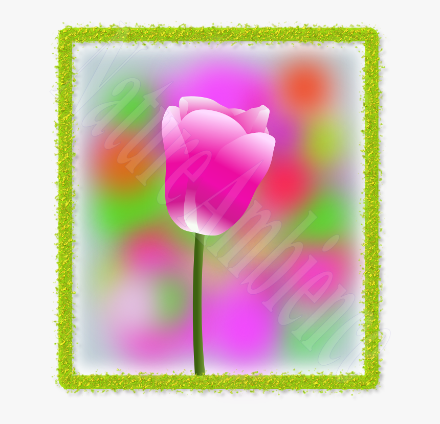 Tulip, HD Png Download