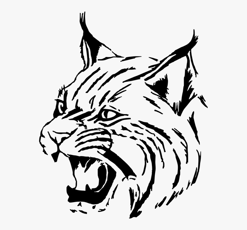 How To Draw A Wild Cat