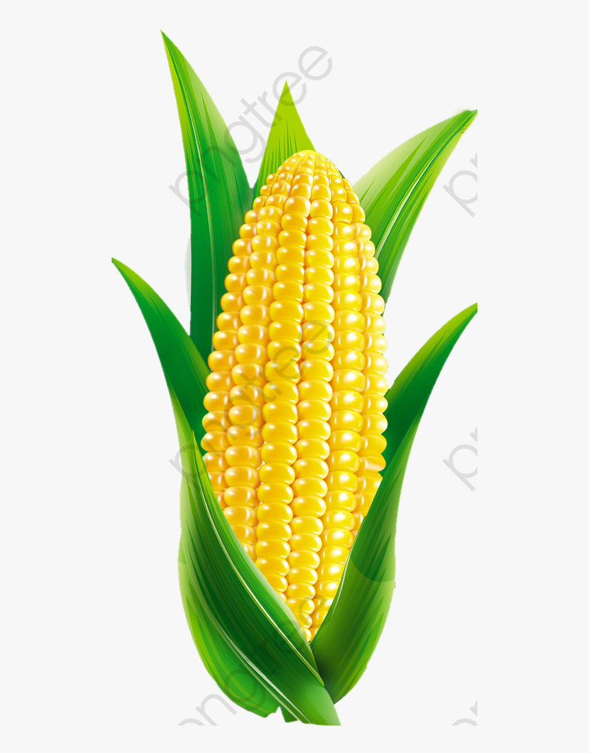 Transparent Maize Clipart - Cartoon Corn Png, Png Download