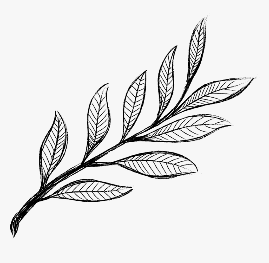 Laurel-01, HD Png Download