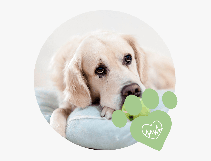 Image - Need A Pet Dog, HD Png Download