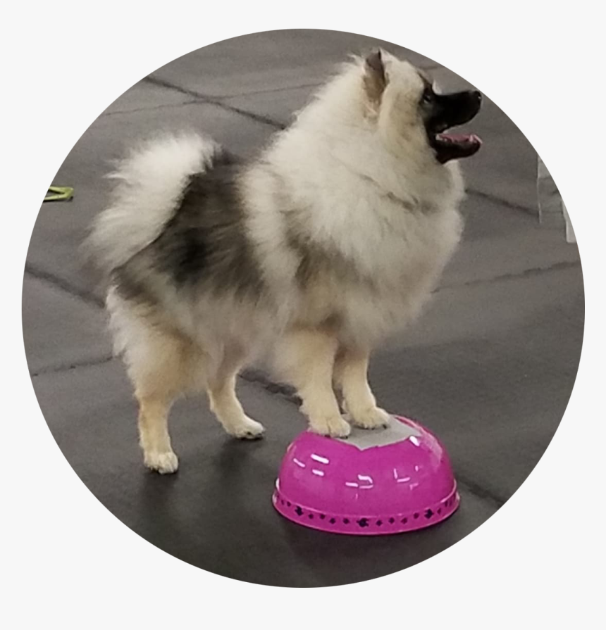Keeshond, HD Png Download