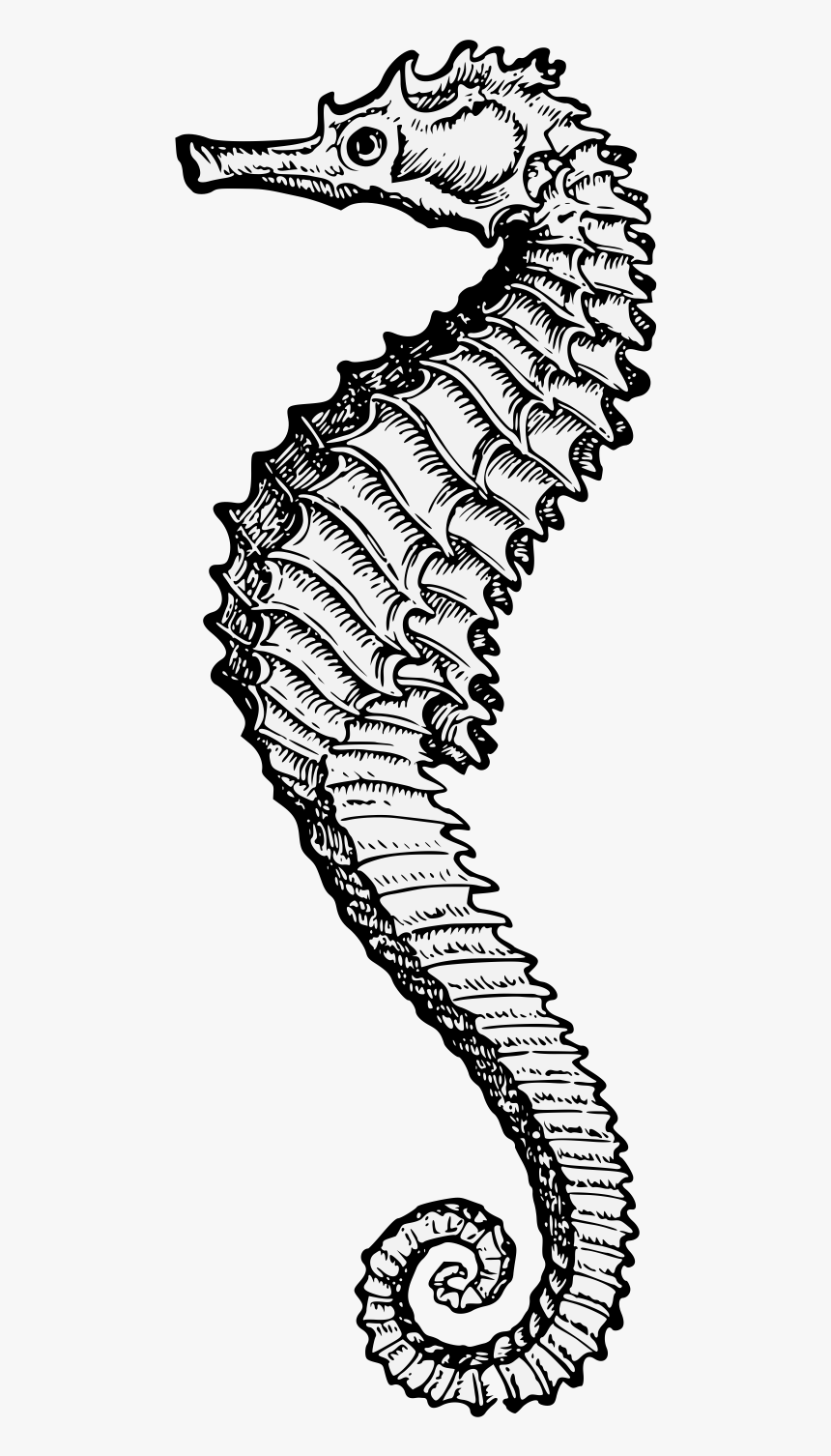 Thomas Paul, HD Png Download