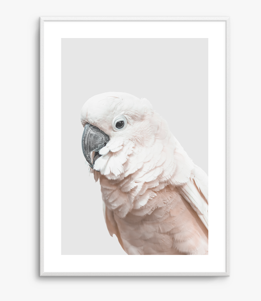 Cockatoo, HD Png Download