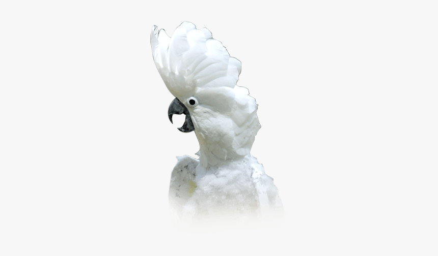 Cockatoo, HD Png Download