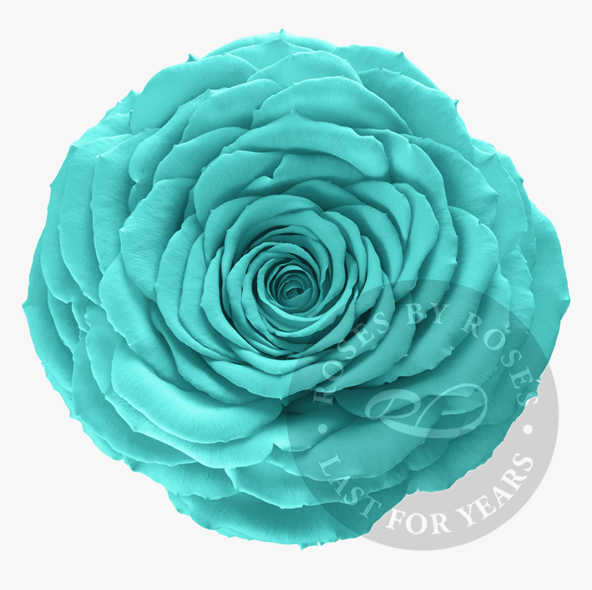 Preserved Turquoise Rose, Premium Long-lasting Xl Turquoise - Rose, HD Png Download