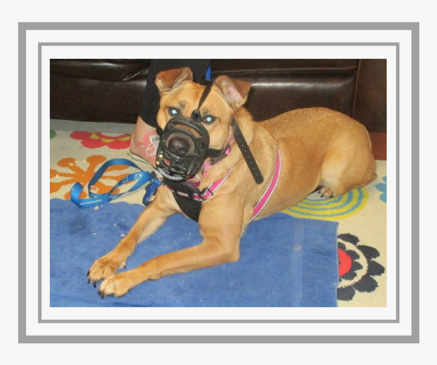 2018 Nov-1 Blog Muzzle - Boxer, HD Png Download