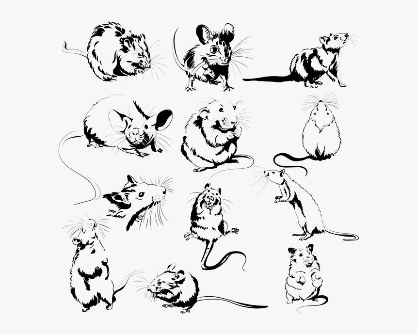 Cartoon, HD Png Download