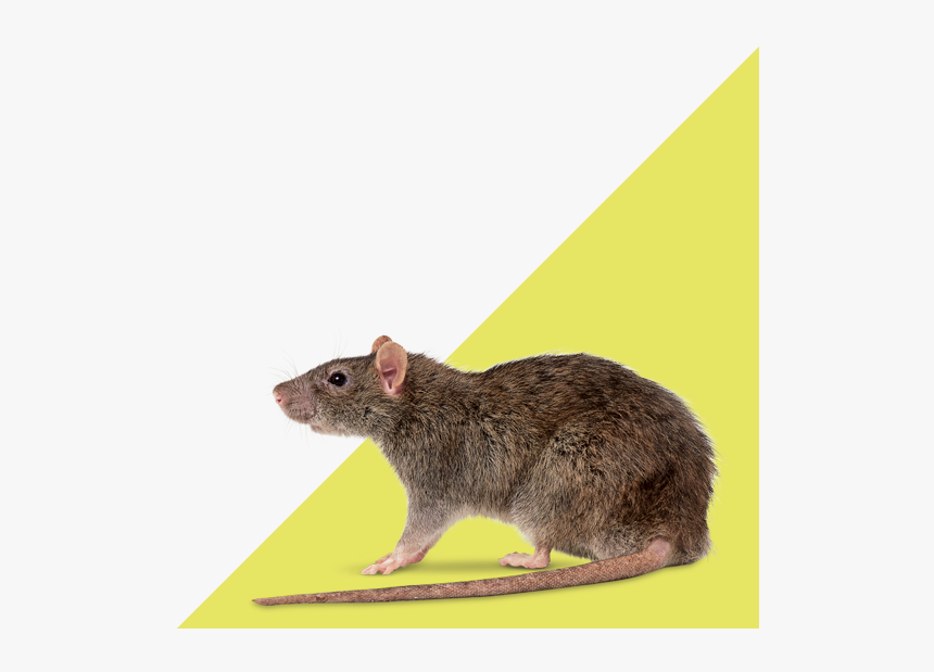 Control Of Rat Plagues - Rattus Norvegicus, HD Png Download