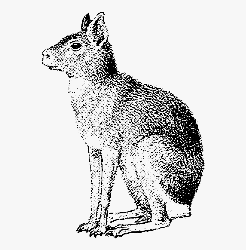 Coyote Gray Wolf Red Fox Hare Whiskers - Mara Clipart, HD Png Download