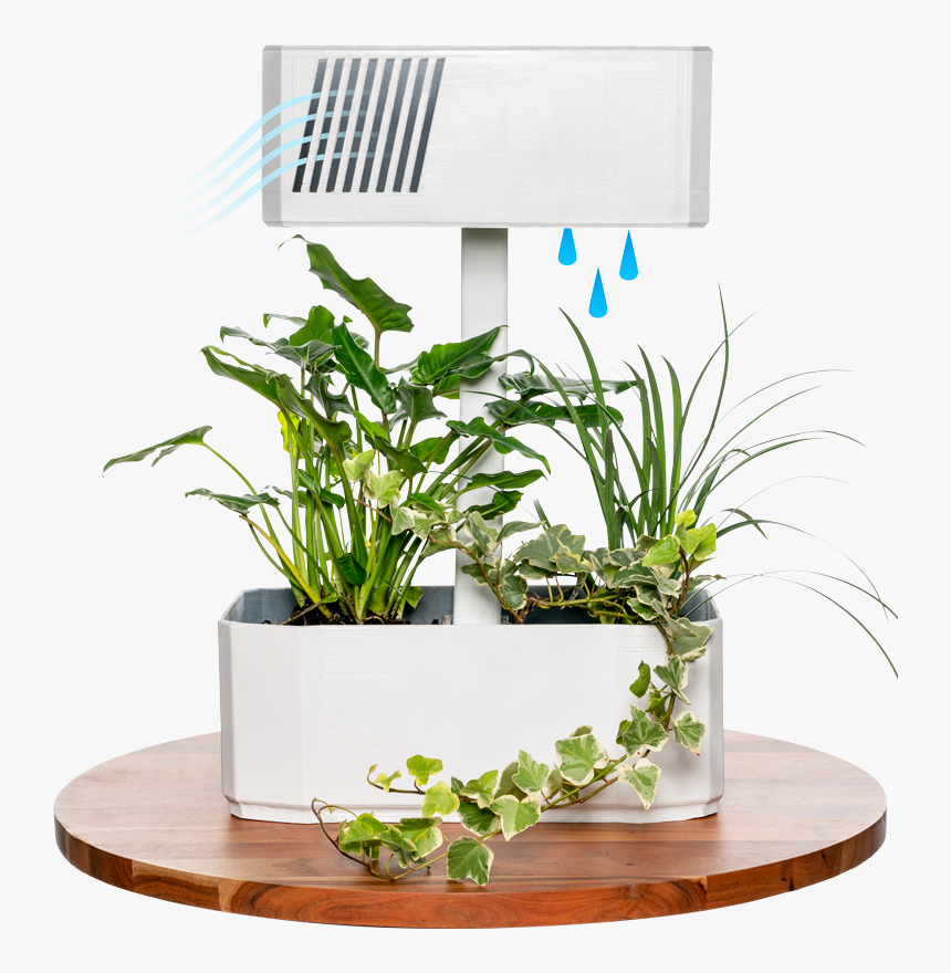 Houseplant, HD Png Download