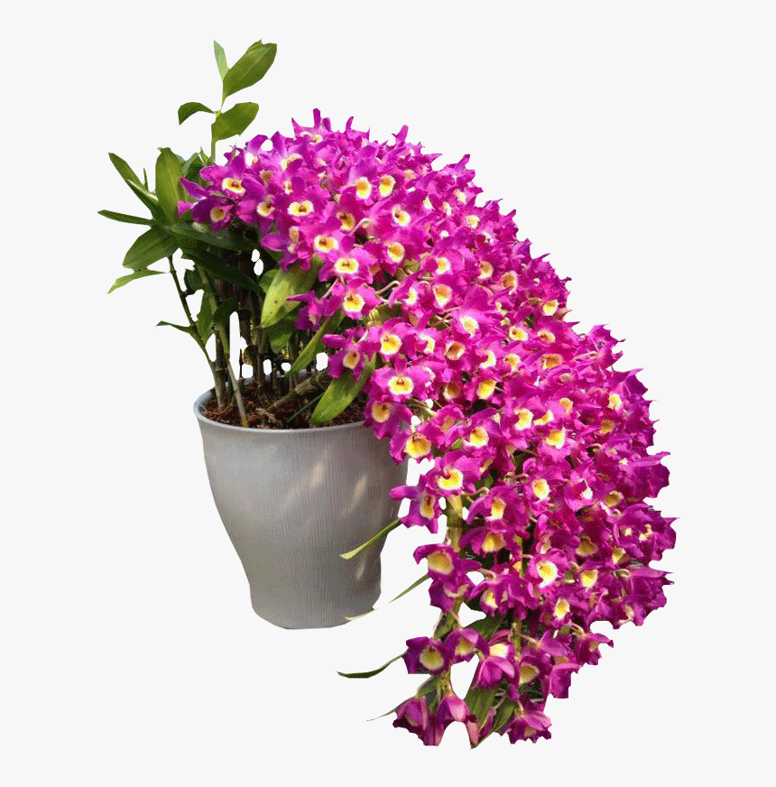Orchid Flowers Garden, HD Png Download
