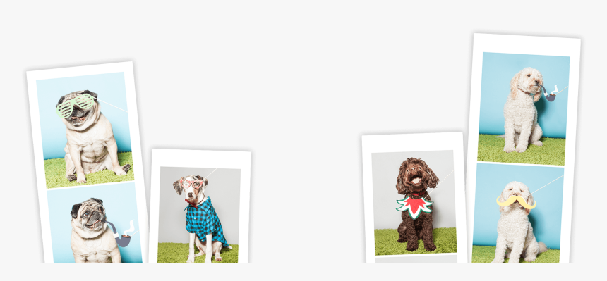 This Traveling Photo Booth Is Like No Other Featuring - Dog Photo Booth Prints, HD Png Download