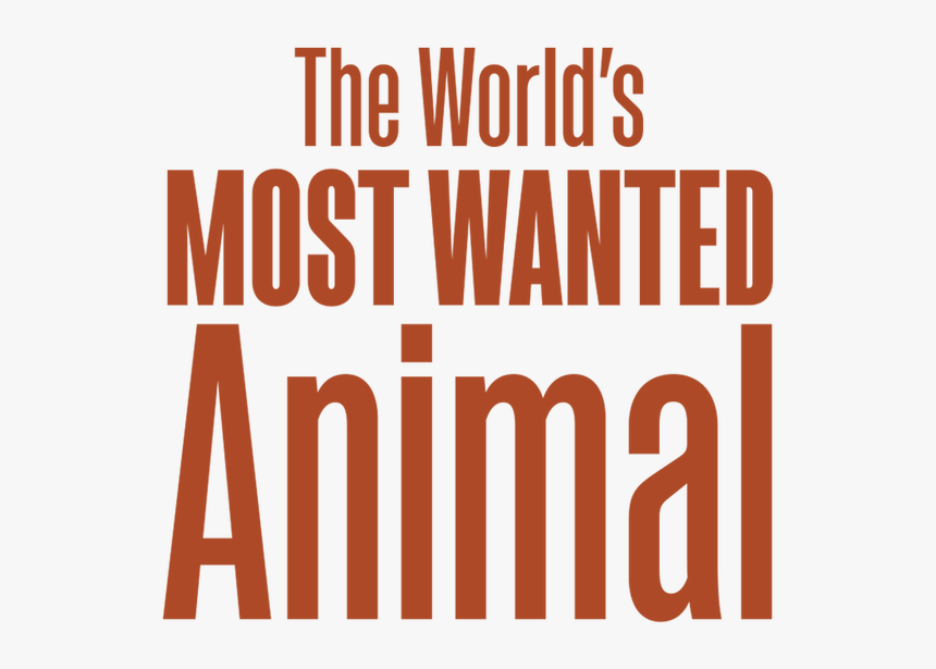 Peach, HD Png Download