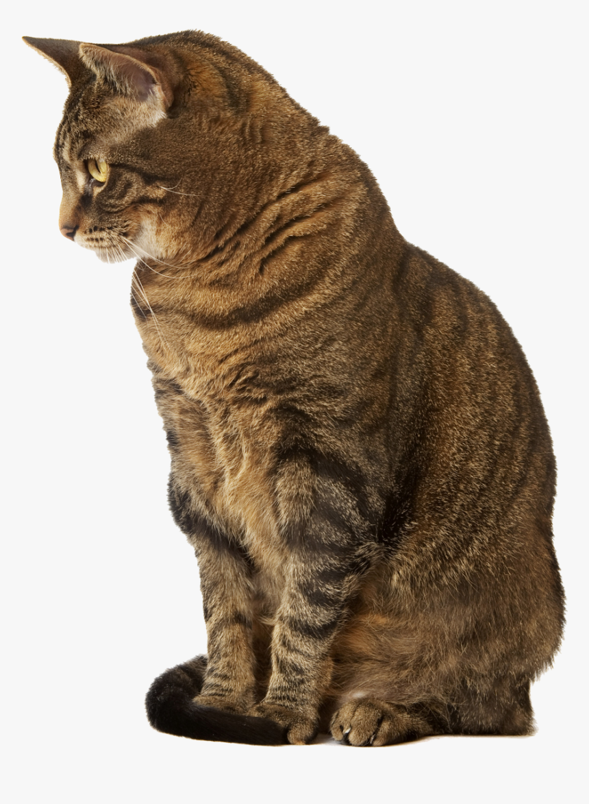 Cat Sitting Down Indoors - Samsung Phone Cases S10e Cat, HD Png Download