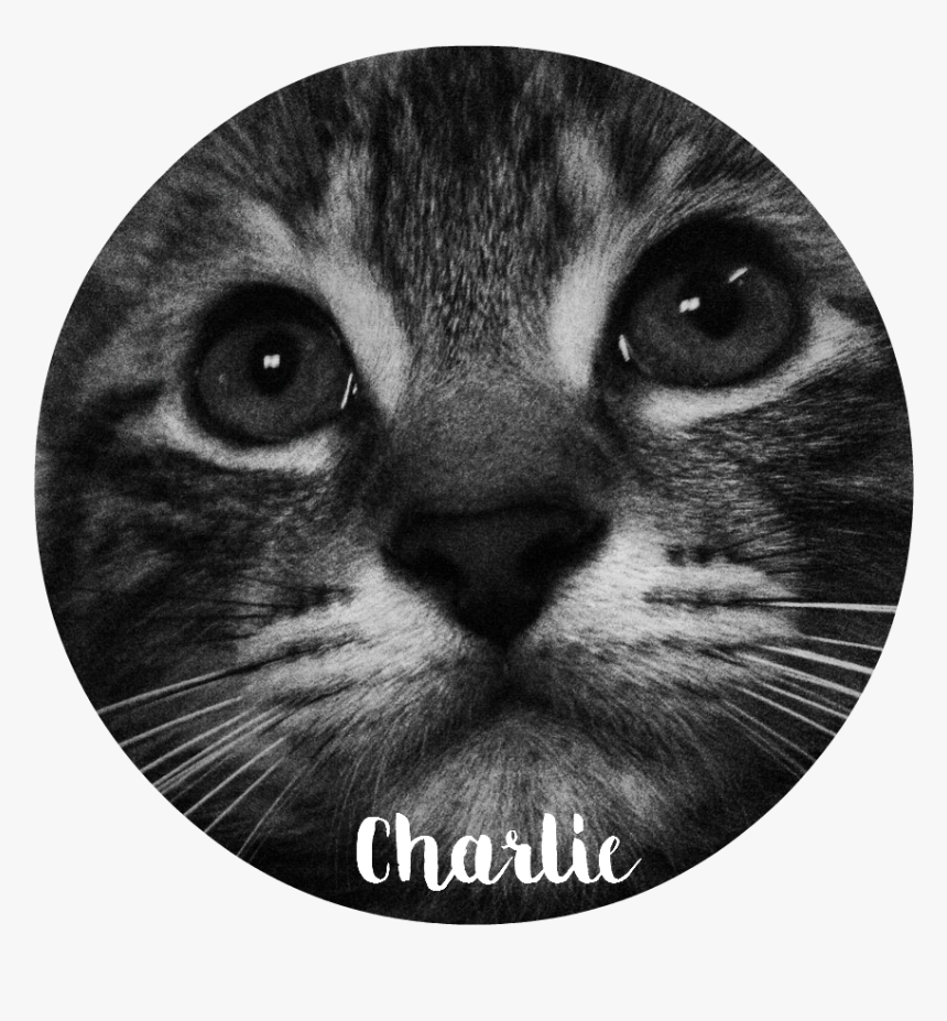 Whiskers Tabby Cat Domestic Short-haired Cat Snout - Domestic Short-haired Cat, HD Png Download