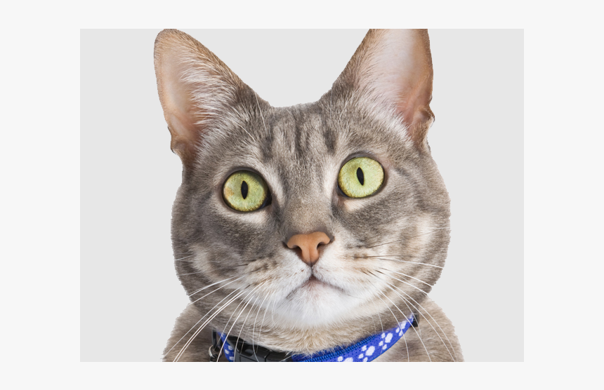 Tabby Cat, HD Png Download