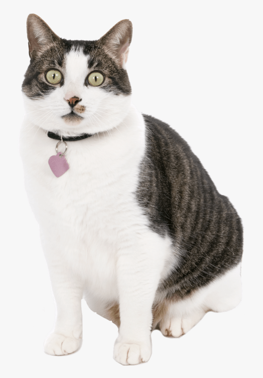 Domestic Short-haired Cat, HD Png Download