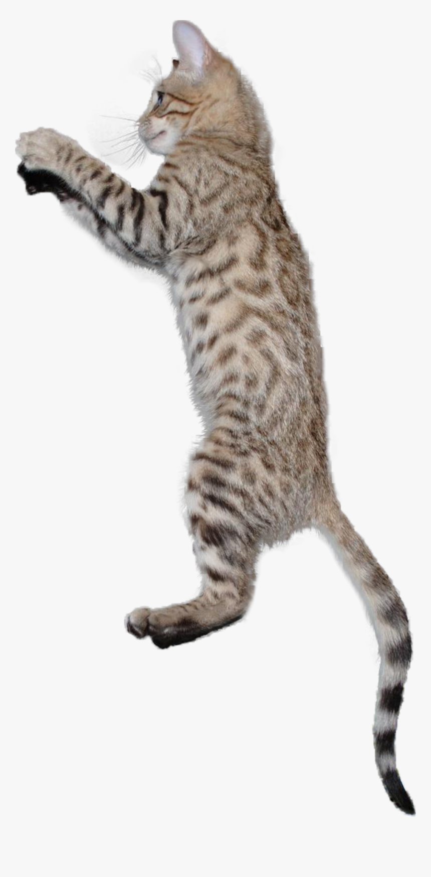 #kitten #cats #cat #jump #jumping #jumpingcat #terrieasterly - Cat Jumping Transparent Background, HD Png Download