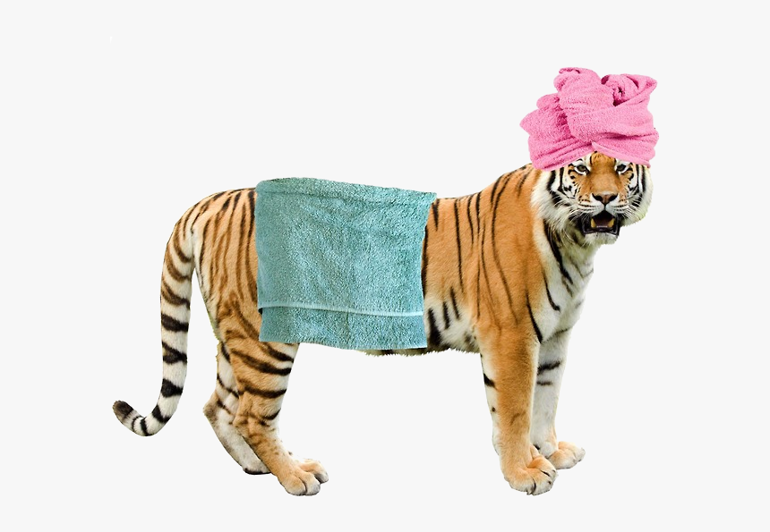 Grft - Colchester Zoo, HD Png Download