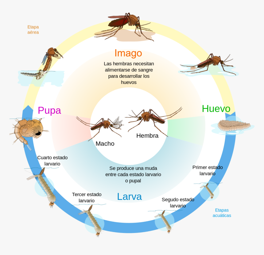 Long Does A Mosquito Live, HD Png Download
