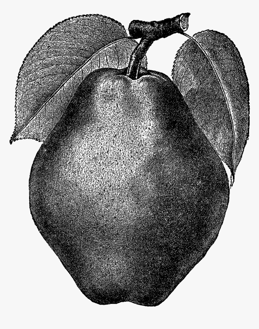 Digital Stamp Design - Antique Apple Drawing Png, Transparent Png