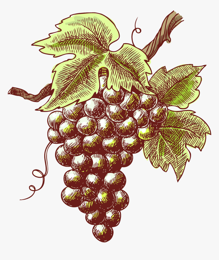 Transparent Purple Grape Clipart - Grape Sketch Png, Png Download
