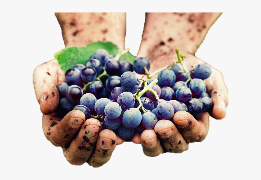 Grape Hands, HD Png Download