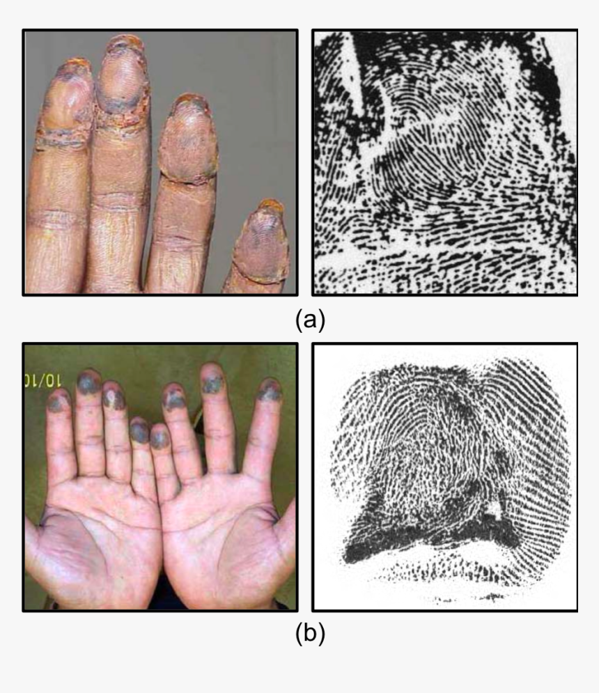 Fingerprints Png, Transparent Png